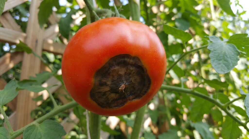 Tomato fruit showing classic blossom end rot, dark sunken bottom.