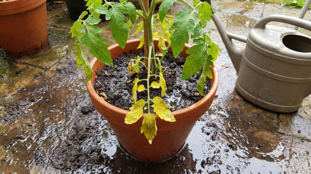 AI Image identifying tomato plant with yellow leaves due to the waterlogged.