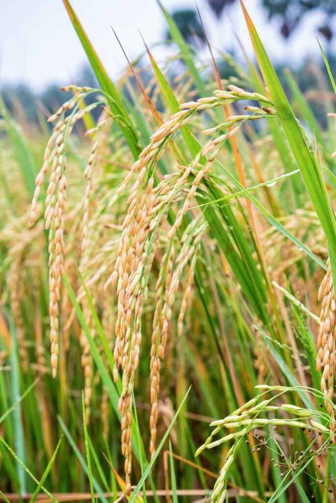 close up ear of rice in paddy field