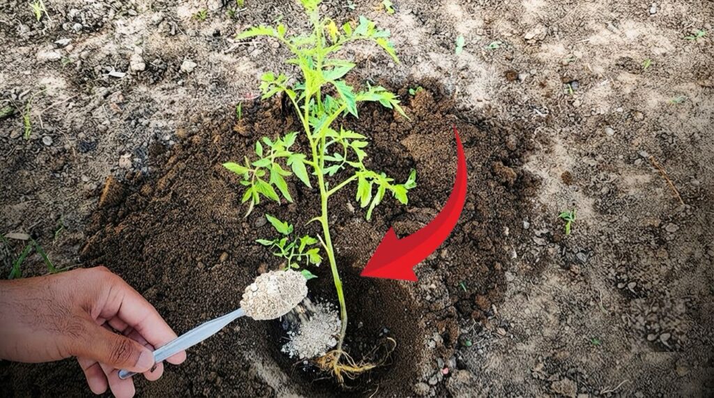 a mixture powder applying a tomato during transplant