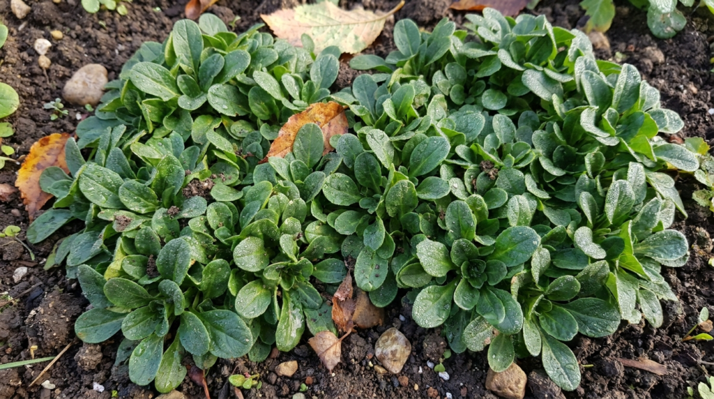 compact mâche rosettes growing closely together in garden soil