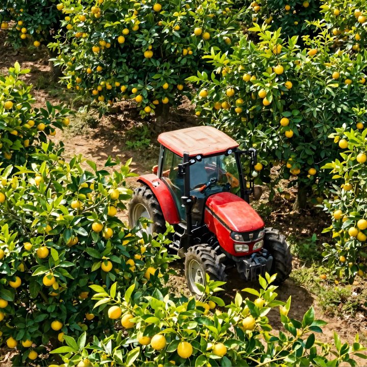 tractor operating in a commercial lemon orchard crop harvest