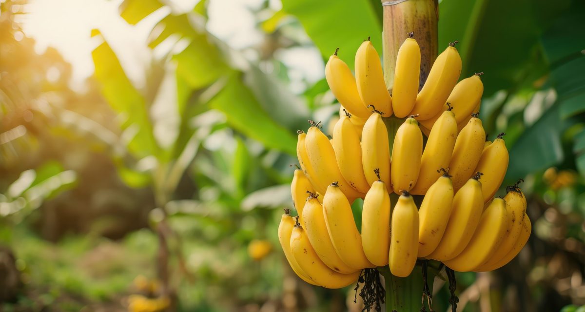 banana tree with bunch of growing ripe yellow bananas, plantation rain forest background